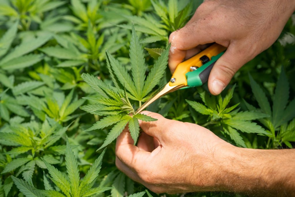 How to Spot Moldy Weed