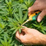 How to Spot Moldy Weed: A Practical Guide for Cannabis Users