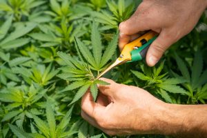 How to Spot Moldy Weed